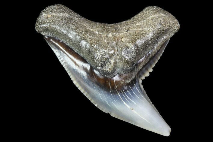 Colorful Fossil Tiger Shark (Galeocerdo) Tooth - Virginia #87907
